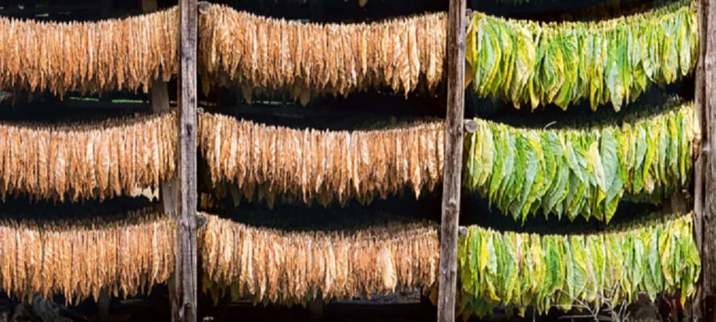 Drying tobacco leaves