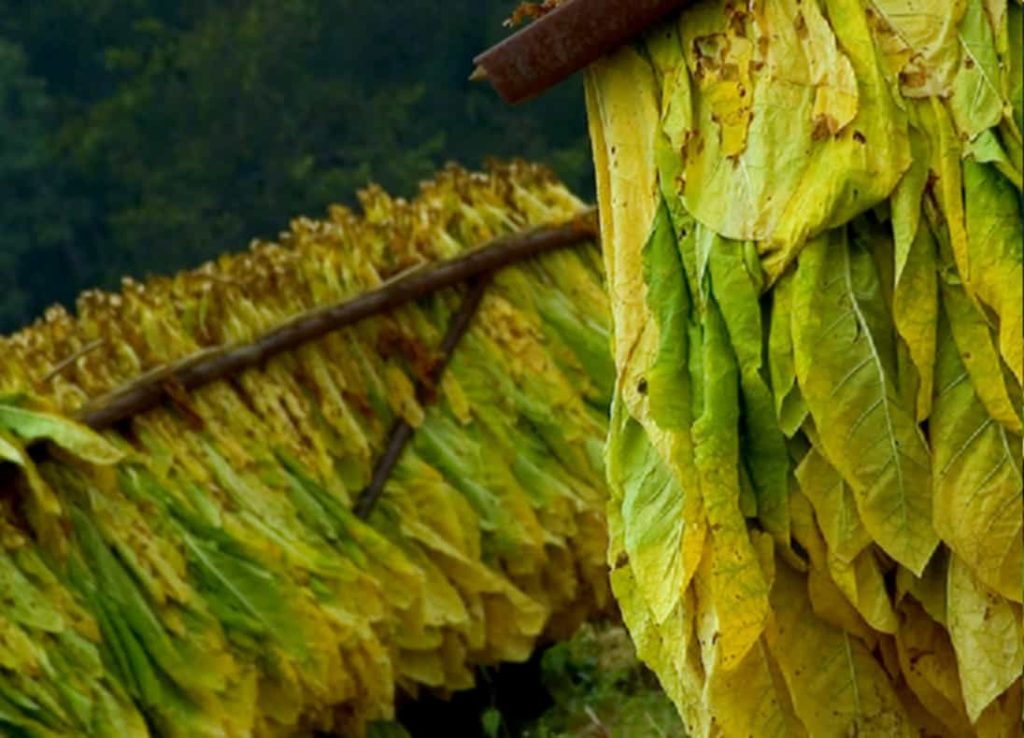 Tobacco Burley leaves in the drying process